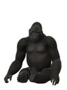 Silverback gorilla sitting, ape isolated on white