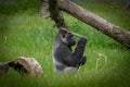 Silverback Gorilla