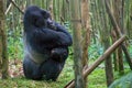 A silverback gorilla sitting on his haunches in a bamboo forest in Rwanda. Royalty Free Stock Photo