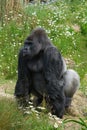 Silverback Gorilla standing Royalty Free Stock Photo