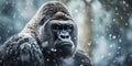 Silverback gorilla stands stoically in snowy landscape showcasing strength and solitude. Concept Wildlife photography, Nature