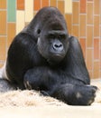 Silverback gorilla thinking Royalty Free Stock Photo