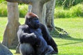 Silverback lowland Gorilla Resting Royalty Free Stock Photo