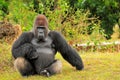 Silverback Lowland Gorilla Sitting Royalty Free Stock Photo