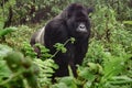 Silverback mountain gorilla in the misty forest