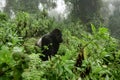 Silverback mountain gorilla in the misty forest