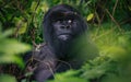 Silverback mountain gorilla in Rwanda rainforest