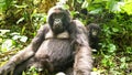 Mother and baby mountain gorilla at Virunga National Park in Congo Royalty Free Stock Photo