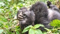 Silverback mountain lowland gorilla at Virunga National Park in DRC and Rwanda Royalty Free Stock Photo