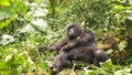 Silverback mountain lowland gorilla at Virunga National Park in DRC and Rwanda Royalty Free Stock Photo