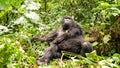 Silverback mountain lowland gorilla at Virunga National Park in DRC and Rwanda Royalty Free Stock Photo