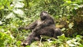 Silverback mountain lowland gorilla at Virunga National Park in DRC and Rwanda Royalty Free Stock Photo