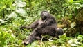 Silverback mountain lowland gorilla at Virunga National Park in DRC and Rwanda Royalty Free Stock Photo