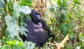 Silverback mountain lowland gorilla at Virunga National Park in DRC and Rwanda Royalty Free Stock Photo