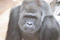 Silverback stare 4