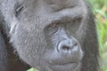 Silverback stare 3