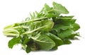 Silverbeet Royalty Free Stock Photo