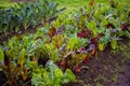 Silverbeet and broccoli farm permaculture Royalty Free Stock Photo