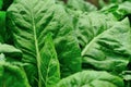 silverbeet crops Royalty Free Stock Photo