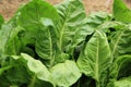 Silverbeet crops Royalty Free Stock Photo