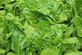 Silverbeet crops Royalty Free Stock Photo