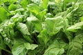 Silverbeet crops Royalty Free Stock Photo