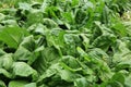 Silverbeet crops Royalty Free Stock Photo