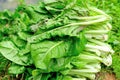 Silverbeet crops Royalty Free Stock Photo