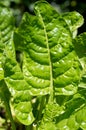 Silverbeet