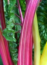 Silverbeet, swiss chard or mangold