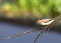 Silverbill lonchura malabarica in a twig