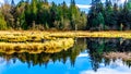 The Silverdale Creek Wetlands, a freshwater Marsh and Bog near Mission, British Columbia, Canada Royalty Free Stock Photo