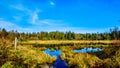 The Silverdale Creek Wetlands, a freshwater Marsh and Bog near Mission, British Columbia, Canada Royalty Free Stock Photo