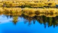 The Silverdale Creek Wetlands, a freshwater Marsh and Bog near Mission, British Columbia, Canada Royalty Free Stock Photo