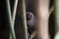 Silvered - eared Laughingthrush