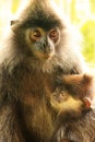 Silvered leaf monkey with a baby, Borneo Royalty Free Stock Photo