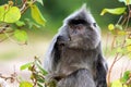 Silvered leaf monkey