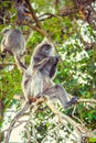 Silvered leaf monkey. Family of silvery langurs.