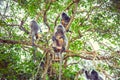 Silvered leaf monkey. Family of silvery langurs. Royalty Free Stock Photo