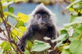 Silvered leaf monkey