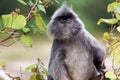 Silvered leaf monkey