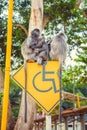 Silvered leaf monkey Royalty Free Stock Photo