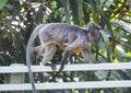 Silvered leaf monkey in Malaysia, mother with baby