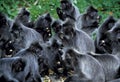 Silvered Leaf Monkey, Presbytis Cristata, Kuala Selangor