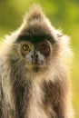 Silvered leaf monkey, Sepilok, Borneo, Malaysia Royalty Free Stock Photo