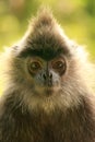 Silvered leaf monkey, Sepilok, Borneo, Malaysia Royalty Free Stock Photo