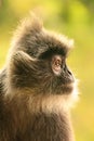 Silvered leaf monkey, Sepilok, Borneo, Malaysia Royalty Free Stock Photo