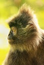 Silvered leaf monkey, Sepilok, Borneo, Malaysia Royalty Free Stock Photo