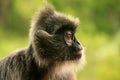 Silvered leaf monkey, Sepilok, Borneo, Malaysia Royalty Free Stock Photo