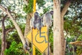Silvered leaf monkey sitting on the road sign.